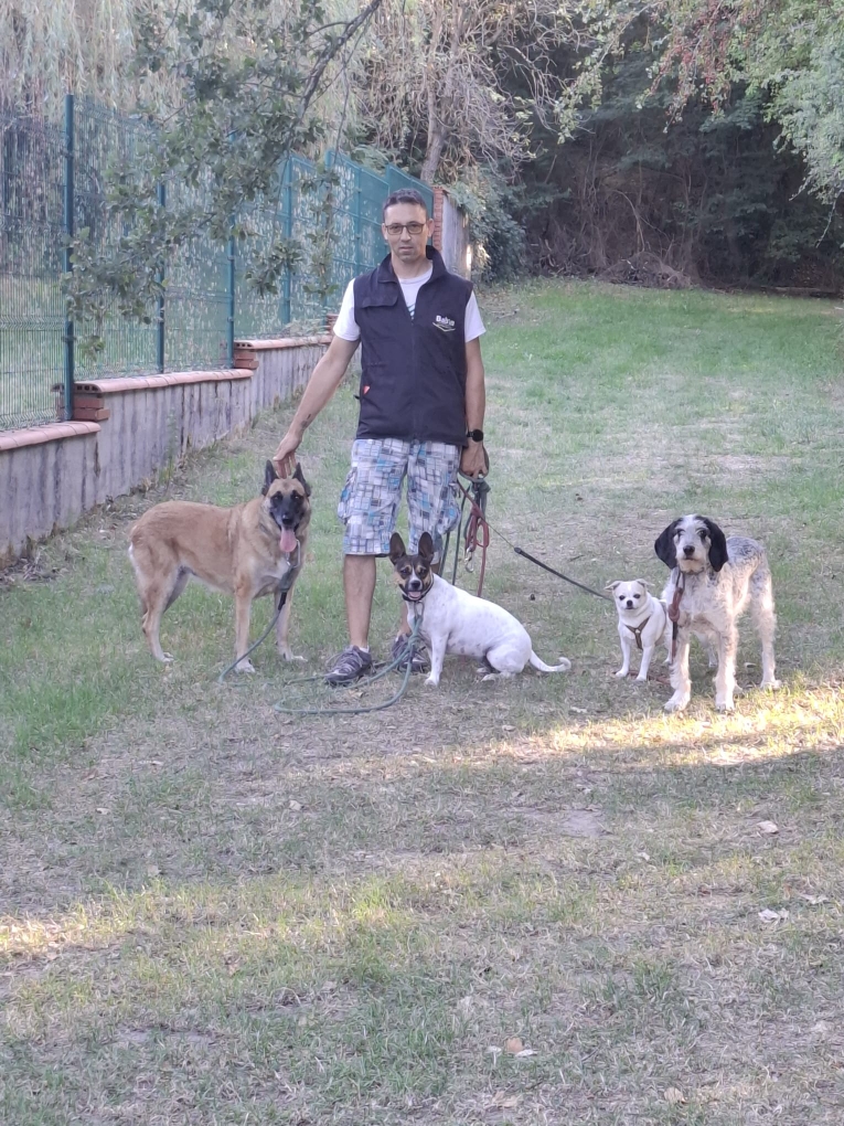 Séance d'éducation canine avec plusieurs chiens